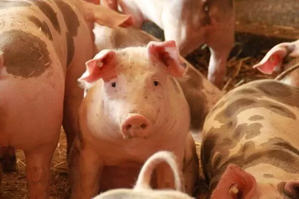 Uitkoopregeling varkensboeren geen ongeoorloofde staatssteun